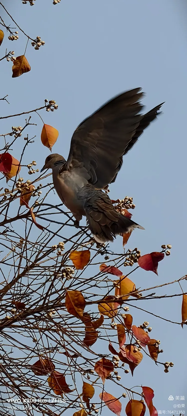 鸟姿百态图（88岁翁手机拍摄）