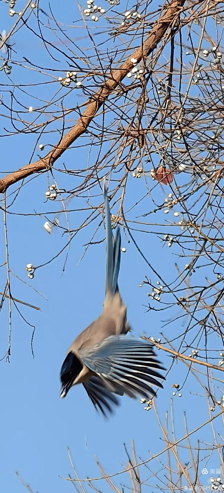 鸟姿百态图（88岁翁手机拍摄）