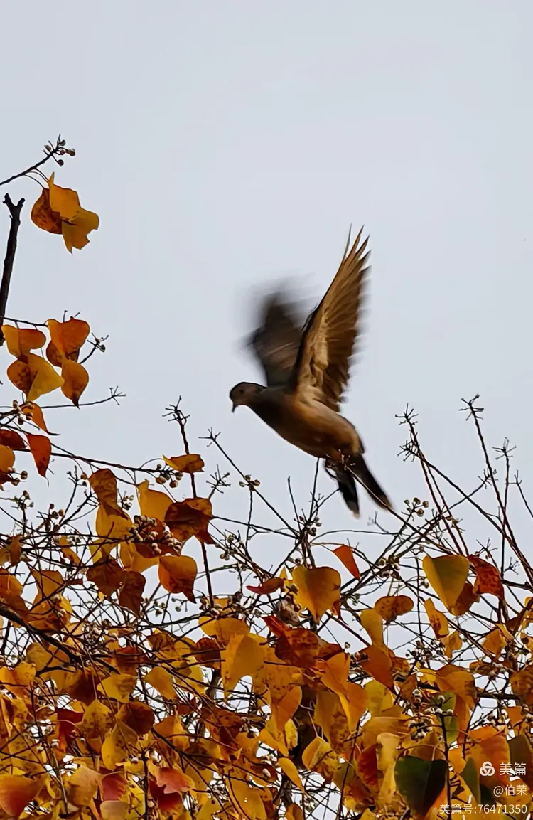 鸟姿百态图（88岁翁手机拍摄）