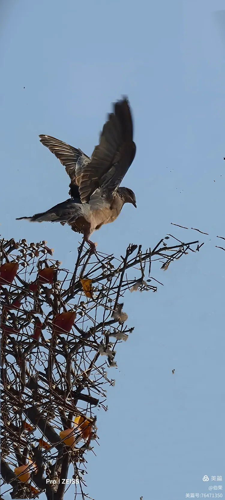 鸟姿百态图（88岁翁手机拍摄）