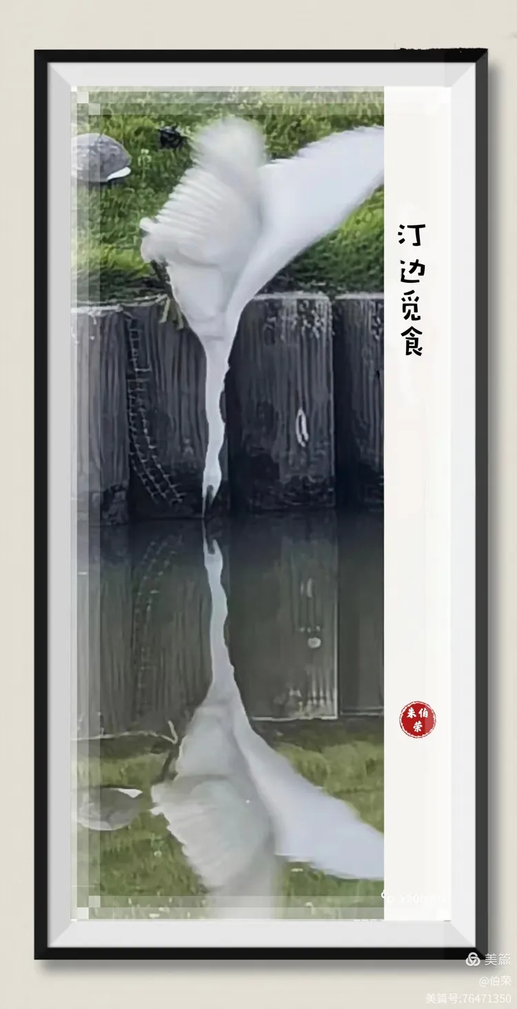 鸟姿百态图（88岁翁手机拍摄）