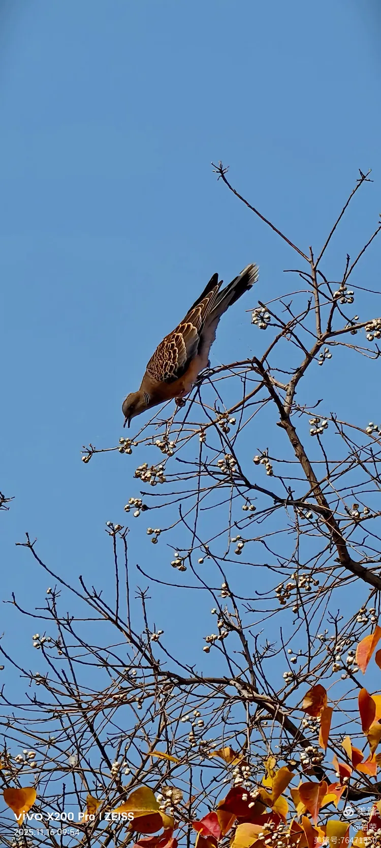 鸟姿百态图（88岁翁手机拍摄）