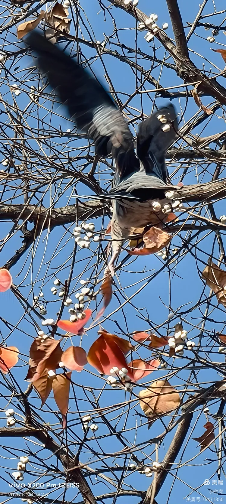 鸟姿百态图（88岁翁手机拍摄）