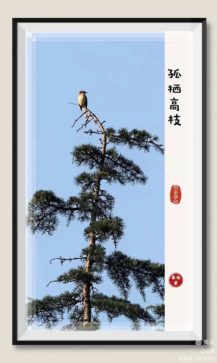 鸟姿百态图（88岁翁手机拍摄）