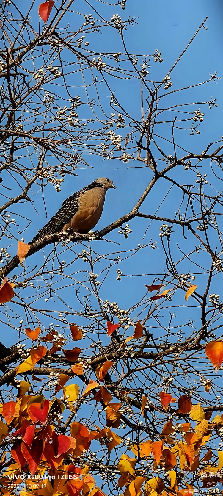 鸟姿百态图（88岁翁手机拍摄）