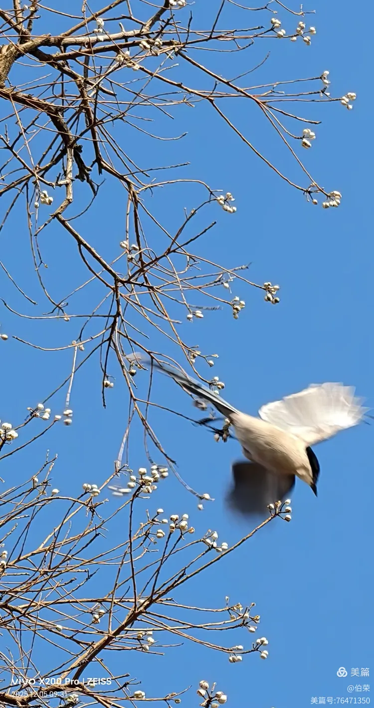 鸟姿百态图（88岁翁手机拍摄）