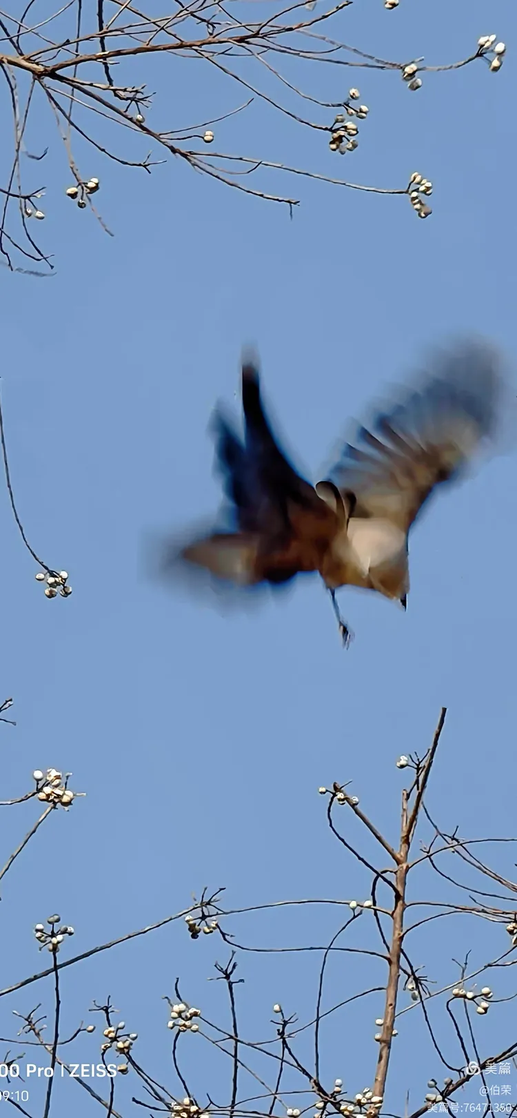 鸟姿百态图（88岁翁手机拍摄）