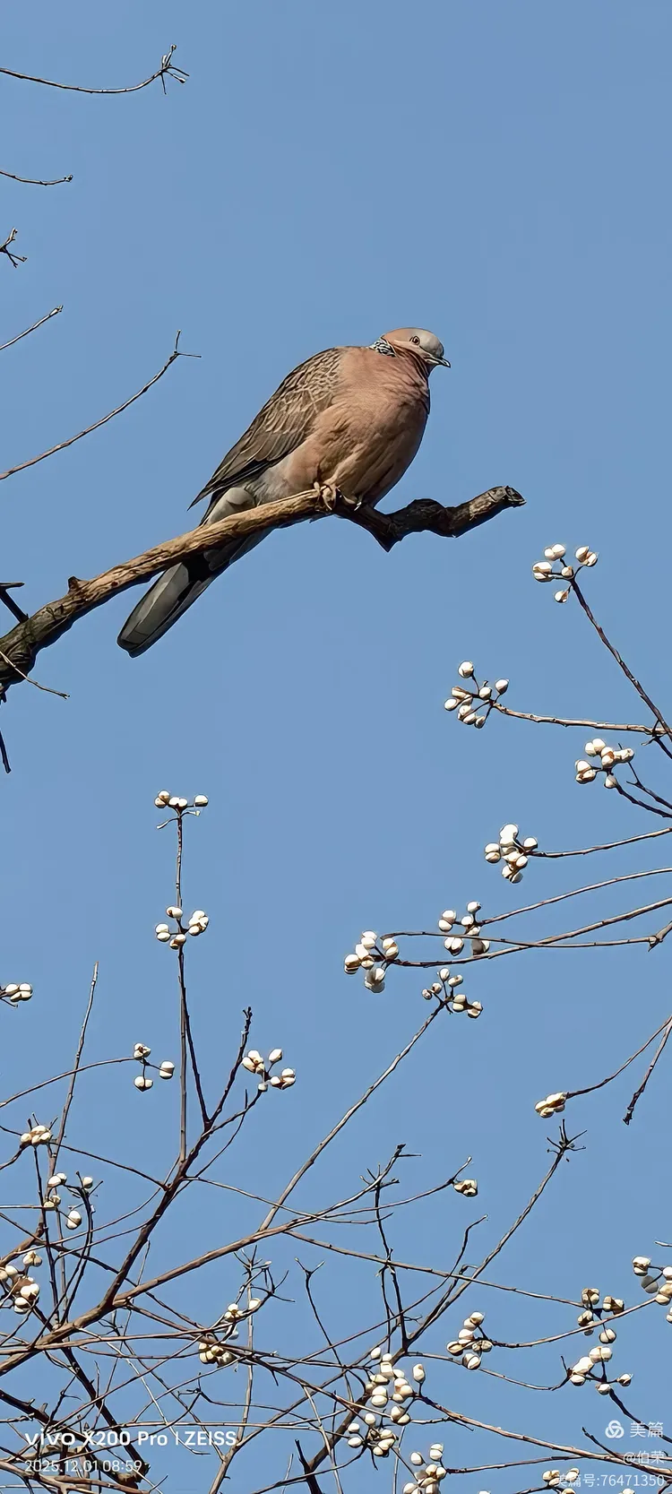 鸟姿百态图（88岁翁手机拍摄）