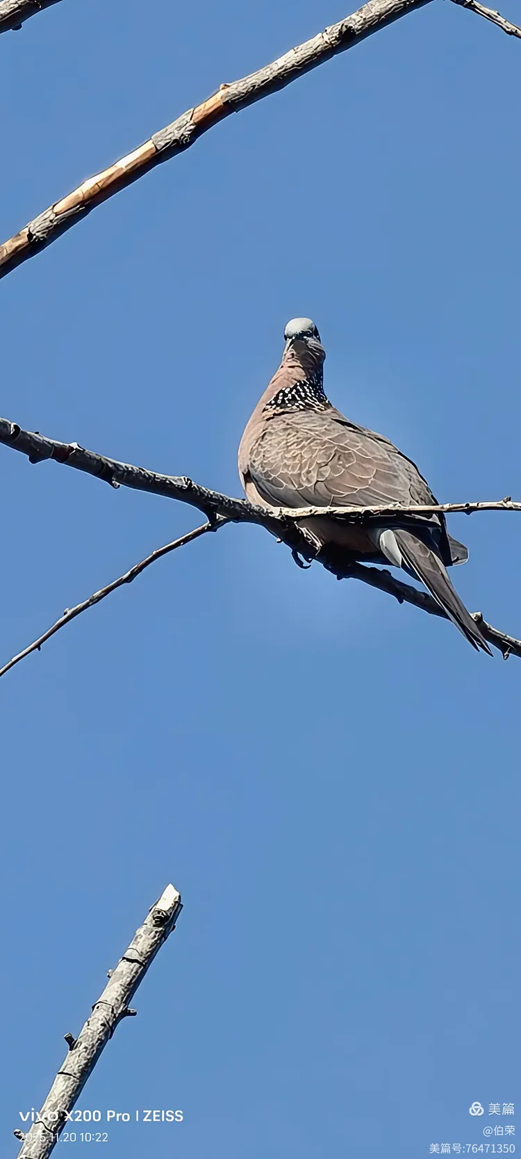 鸟姿百态图（88岁翁手机拍摄）