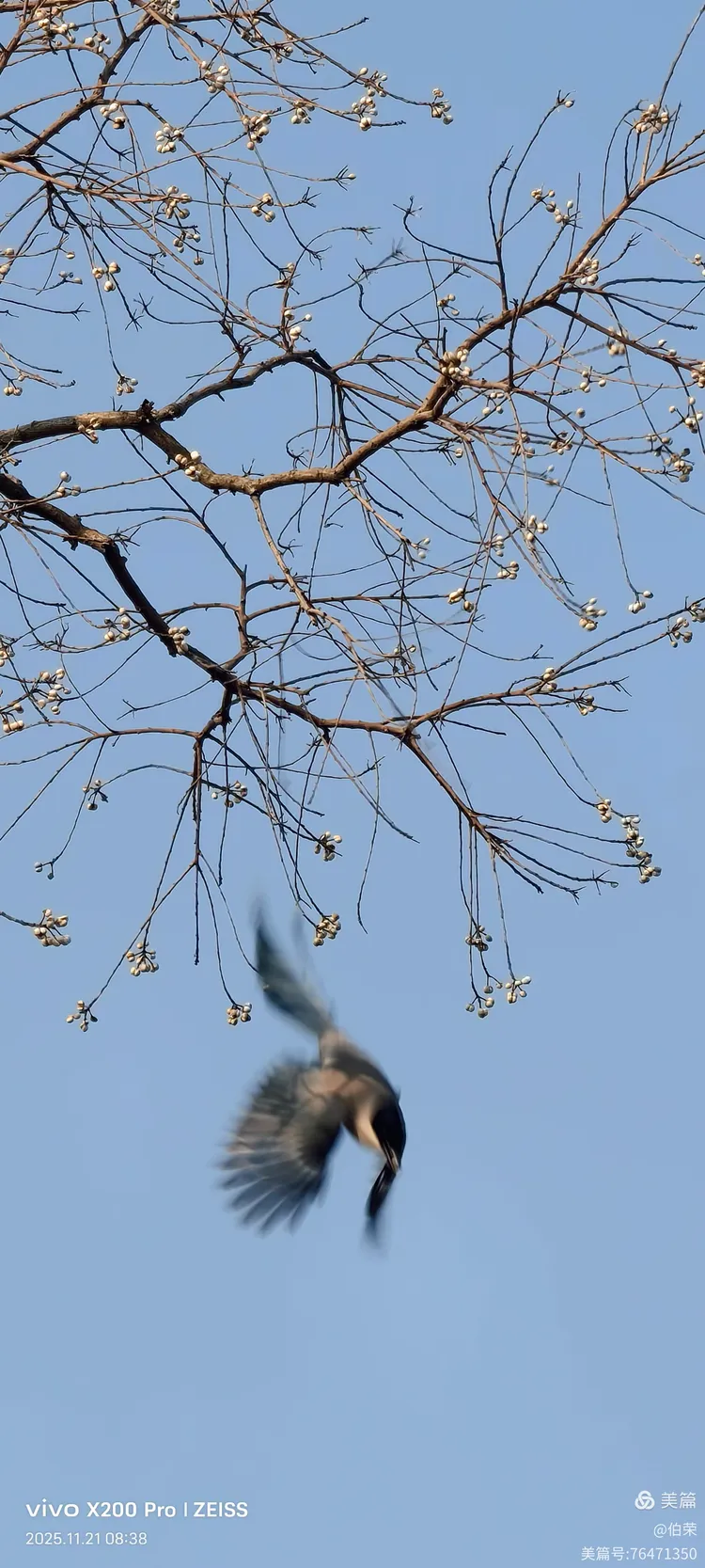 鸟姿百态图（88岁翁手机拍摄）