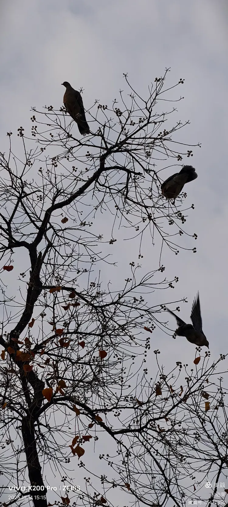 鸟姿百态图（88岁翁手机拍摄）