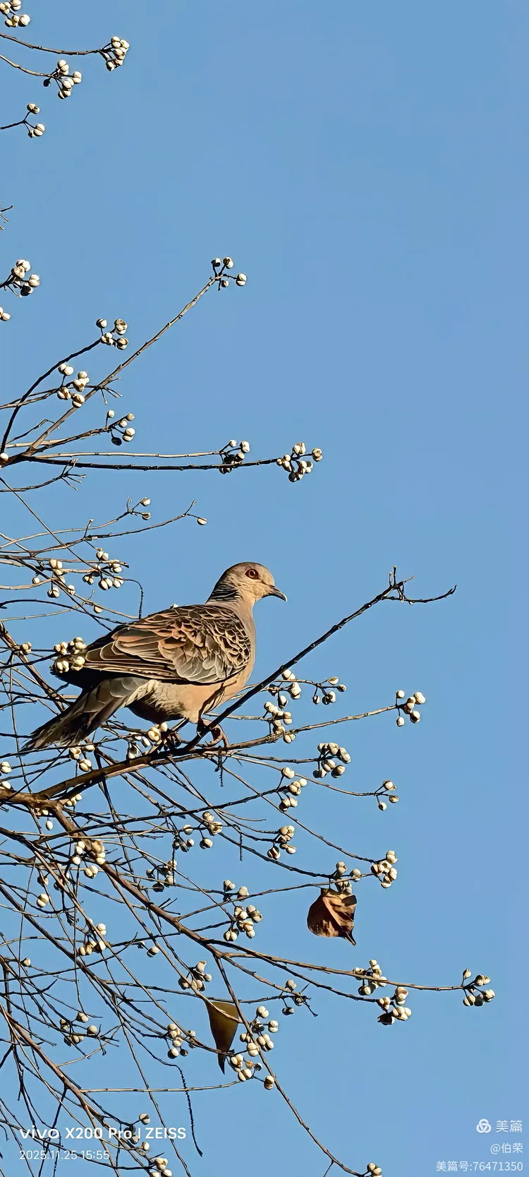 鸟姿百态图（88岁翁手机拍摄）