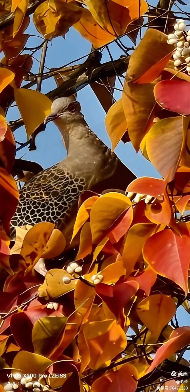鸟姿百态图（88岁翁手机拍摄）