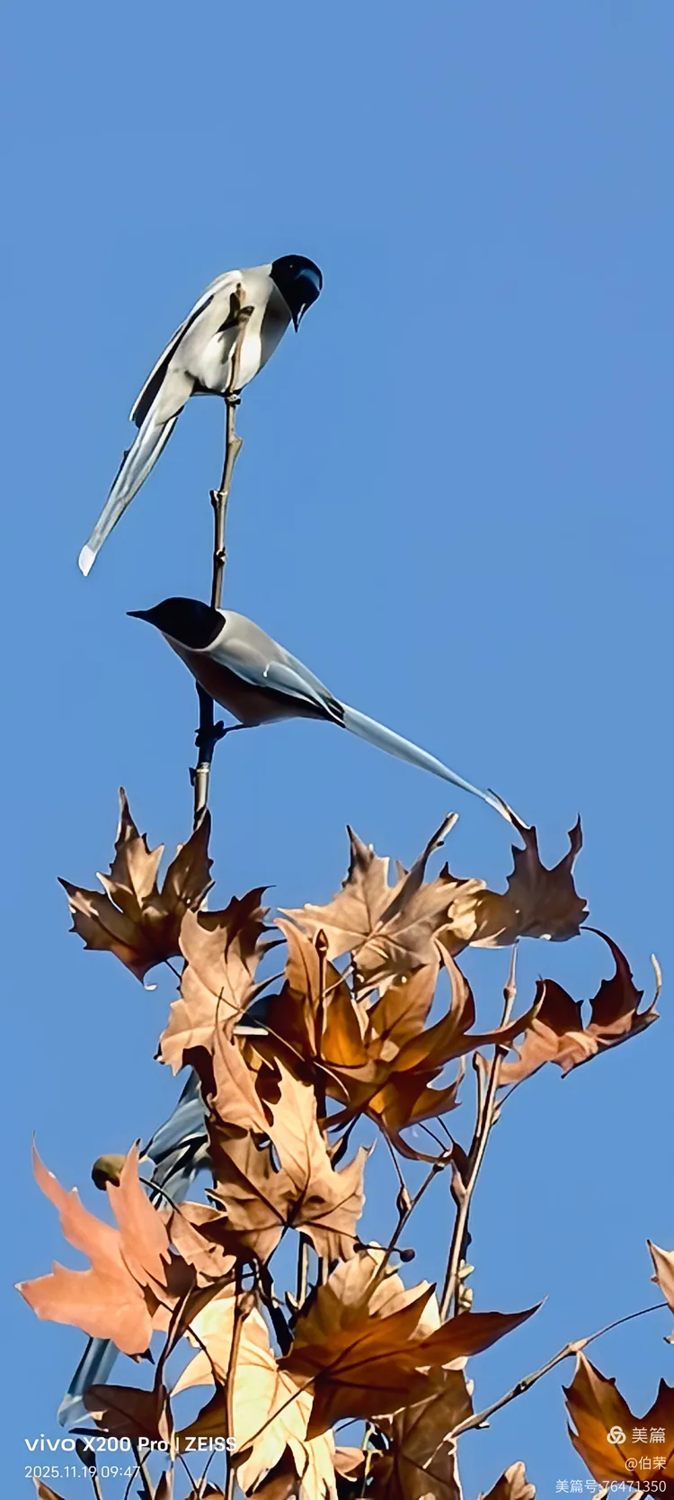 鸟姿百态图（88岁翁手机拍摄）