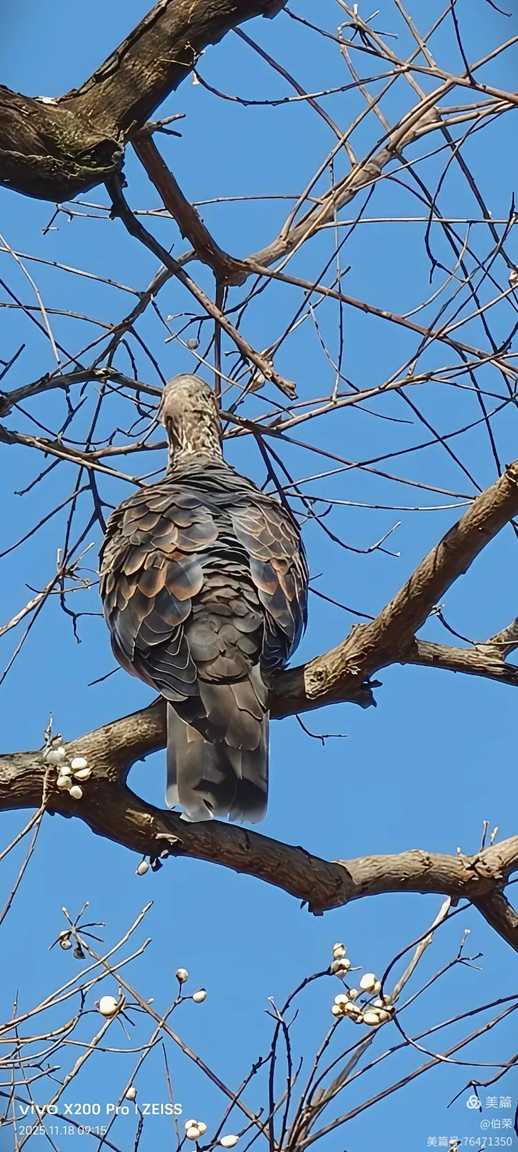 鸟姿百态图（88岁翁手机拍摄）