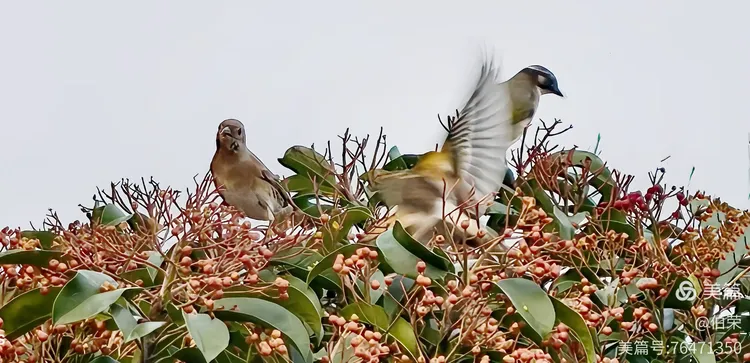 鸟姿百态图（88岁翁手机拍摄）