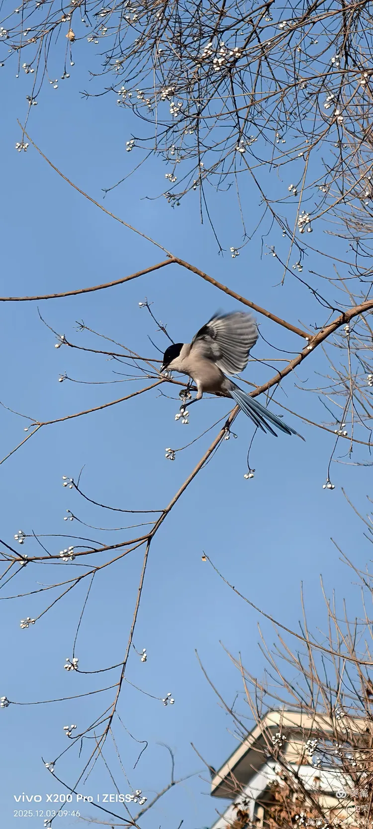 鸟姿百态图（88岁翁手机拍摄）