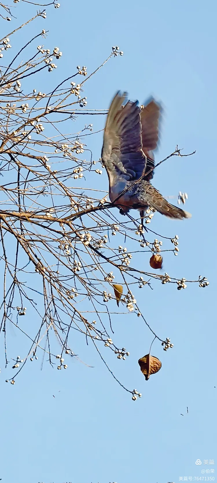 鸟姿百态图（88岁翁手机拍摄）