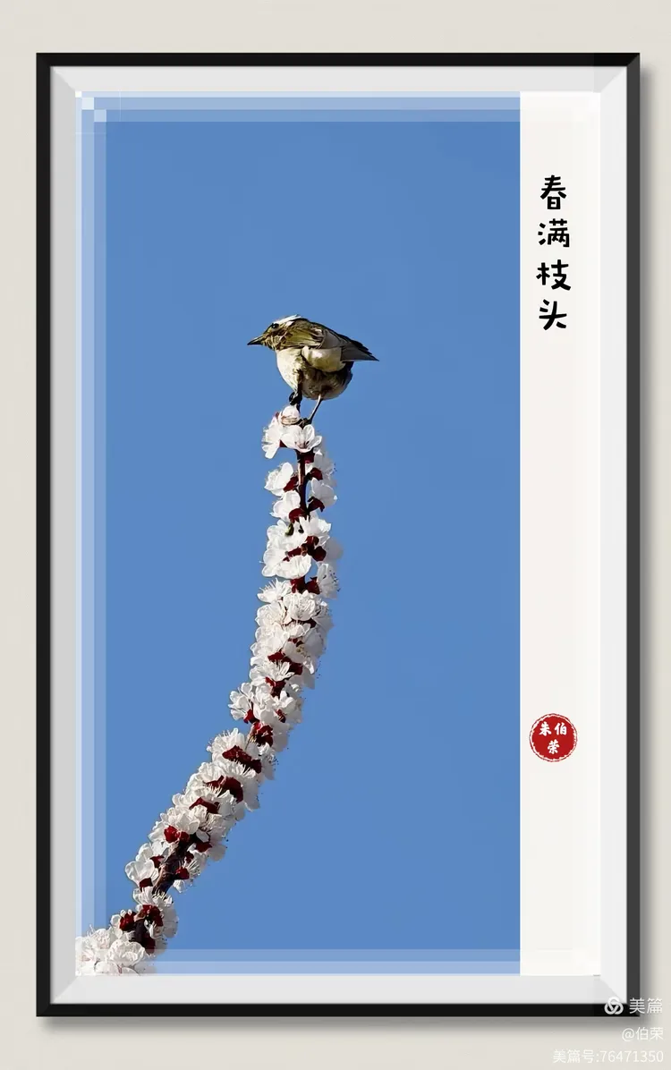 鸟姿百态图（88岁翁手机拍摄）