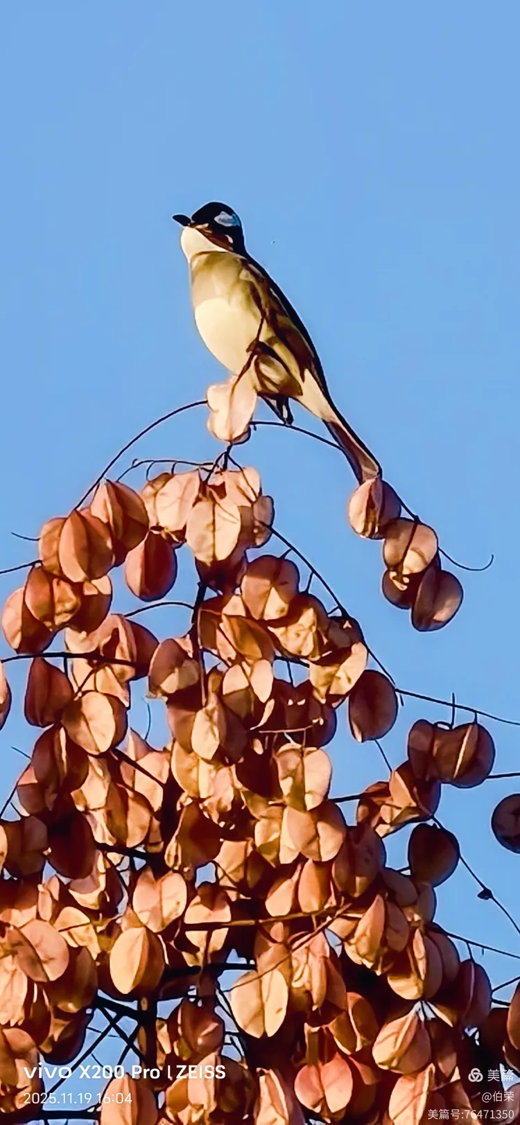 鸟姿百态图（88岁翁手机拍摄）