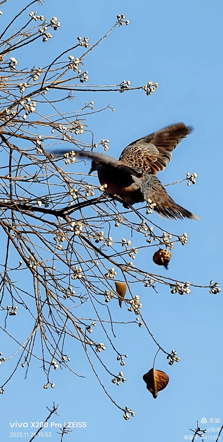 鸟姿百态图（88岁翁手机拍摄）