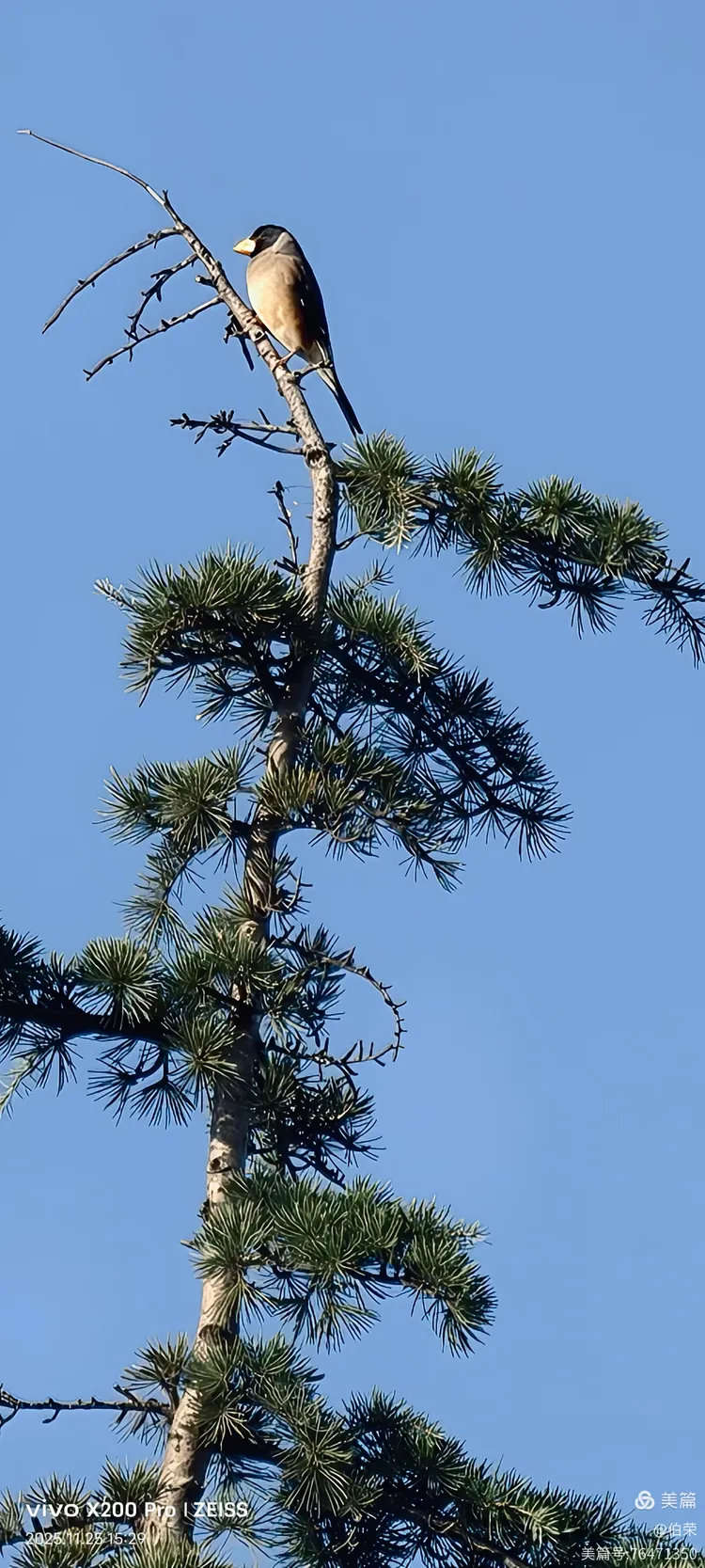 鸟姿百态图（88岁翁手机拍摄）