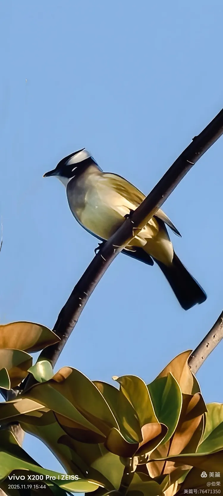 鸟姿百态图（88岁翁手机拍摄）