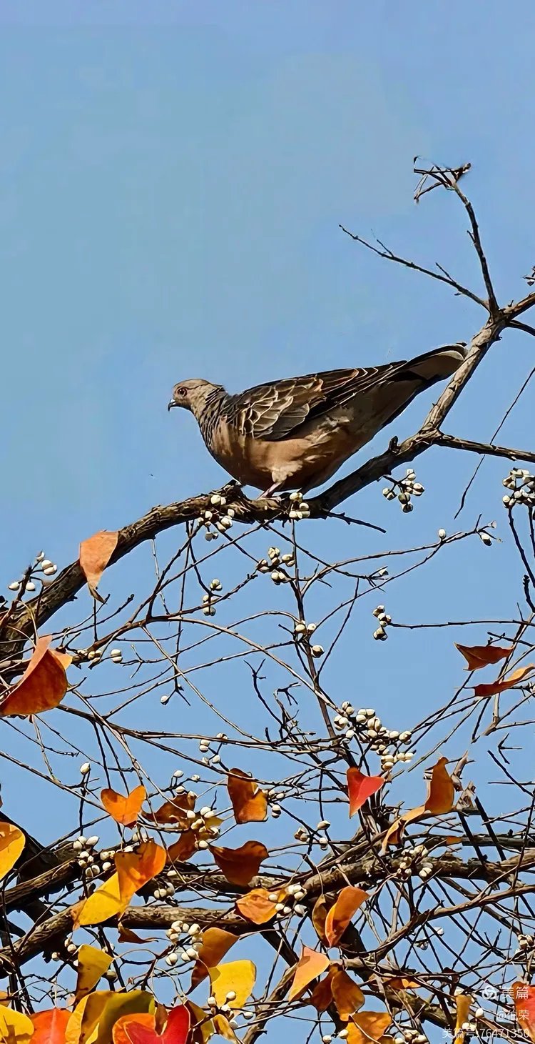 鸟姿百态图（88岁翁手机拍摄）