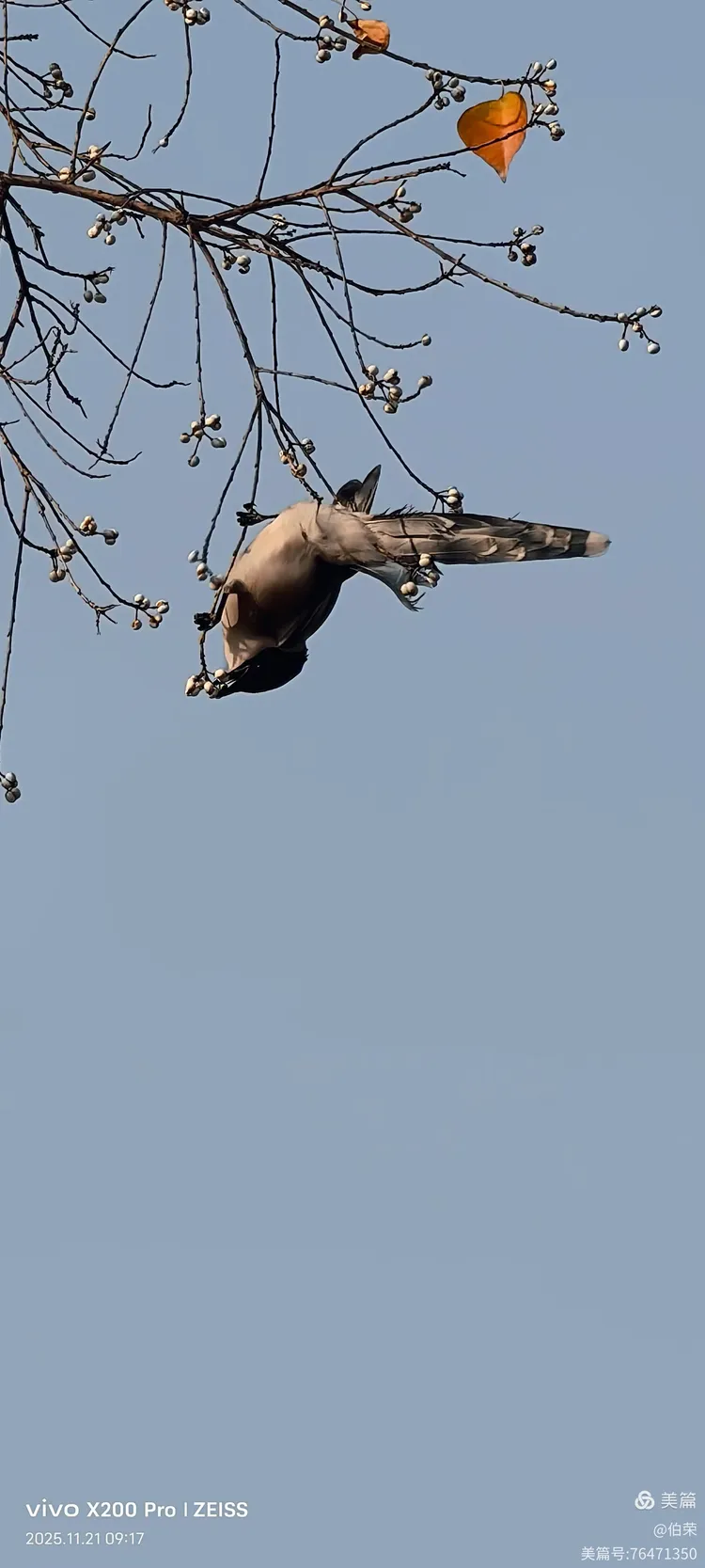 鸟姿百态图（88岁翁手机拍摄）