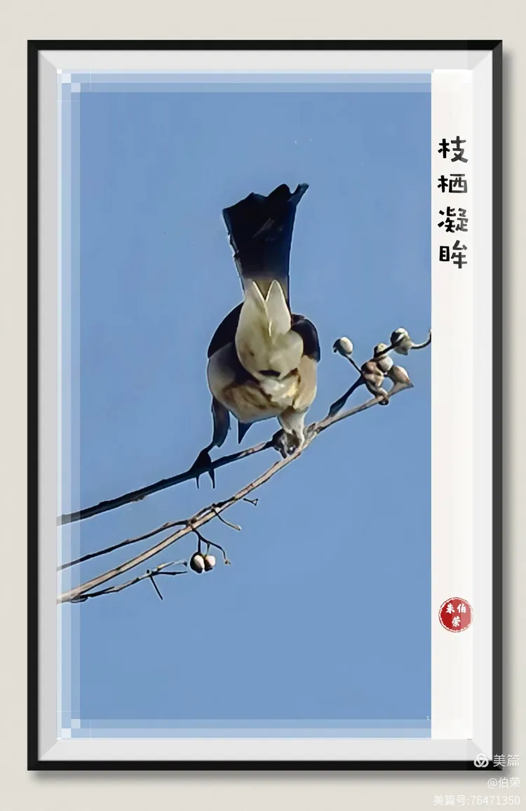 鸟姿百态图（88岁翁手机拍摄）