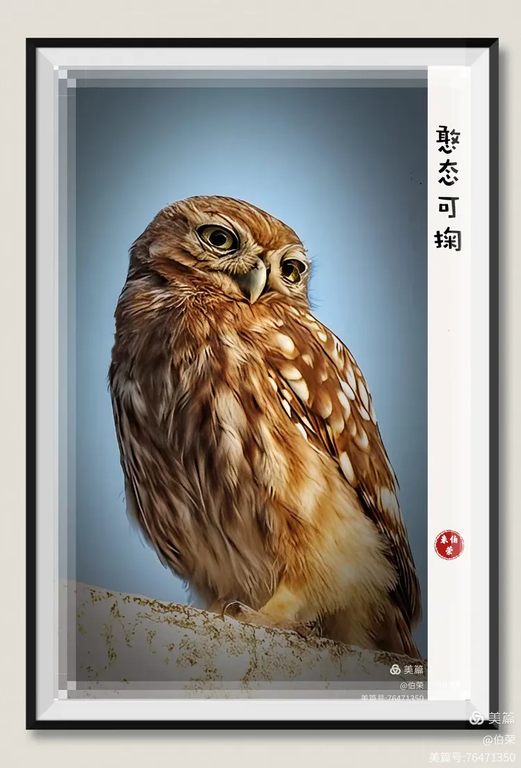 鸟姿百态图（88岁翁手机拍摄）