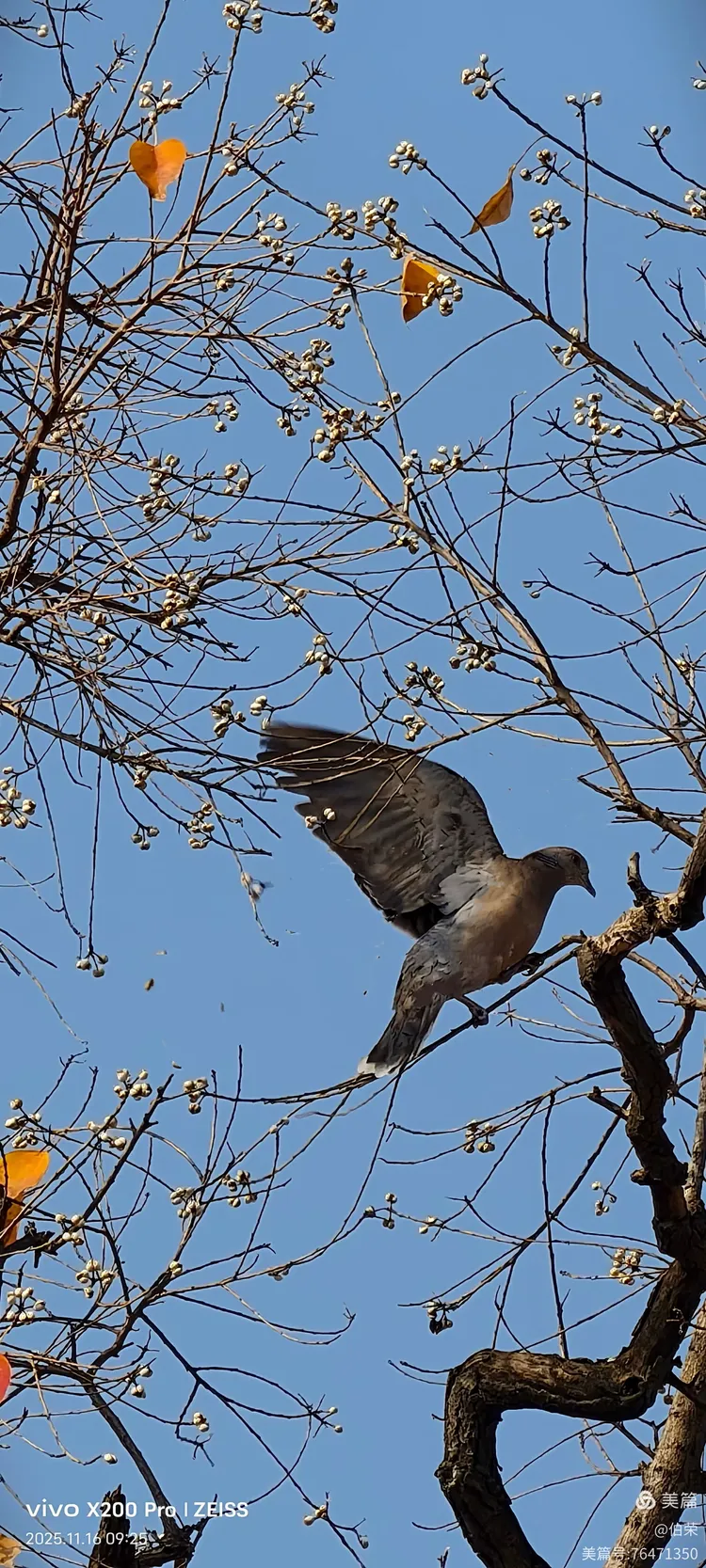 鸟姿百态图（88岁翁手机拍摄）