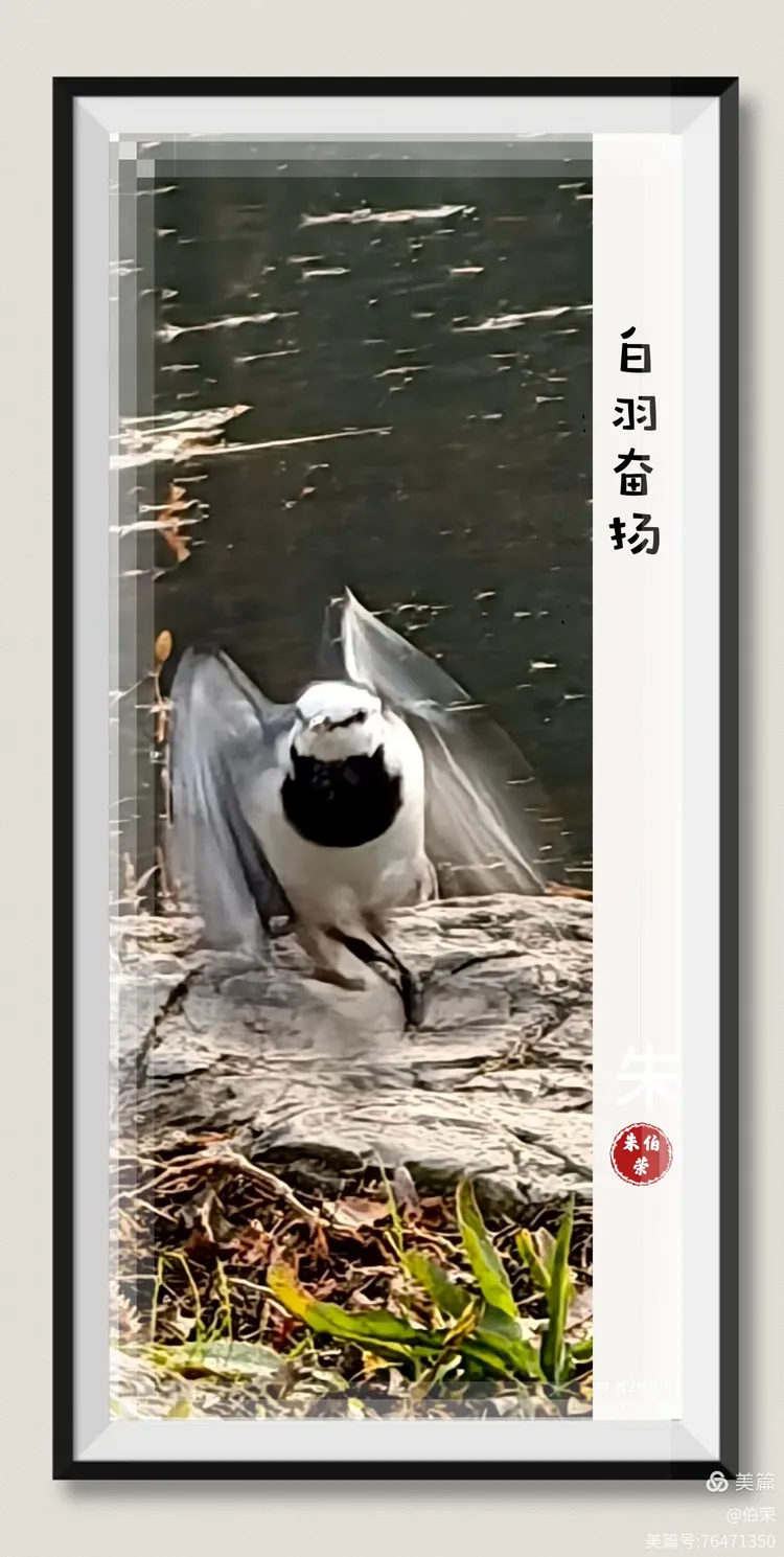 鸟姿百态图（88岁翁手机拍摄）