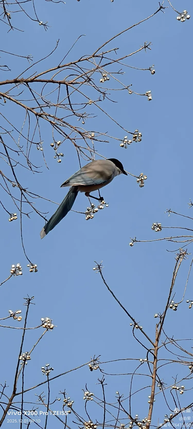 鸟姿百态图（88岁翁手机拍摄）