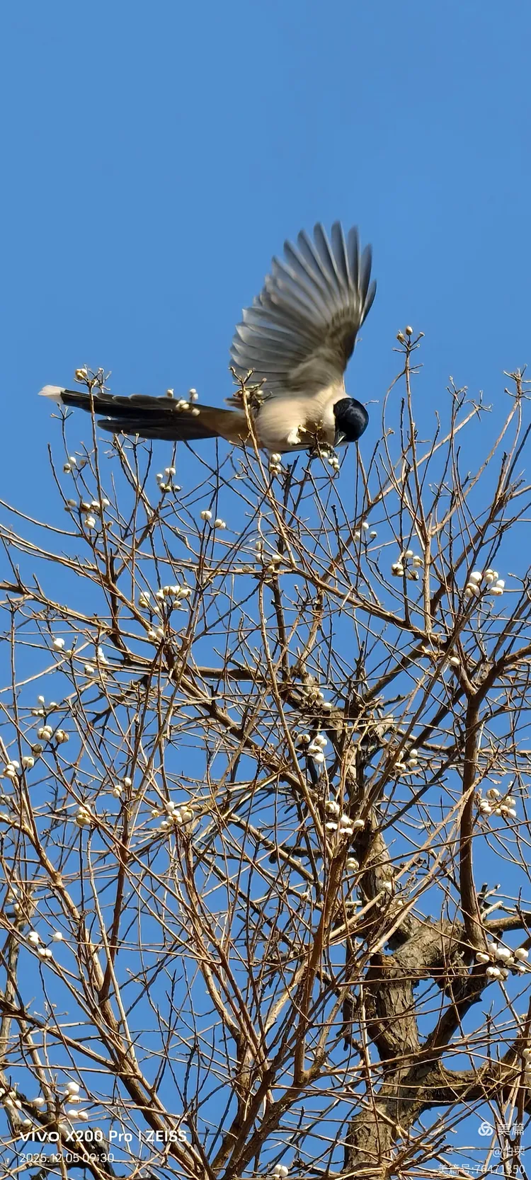 鸟姿百态图（88岁翁手机拍摄）