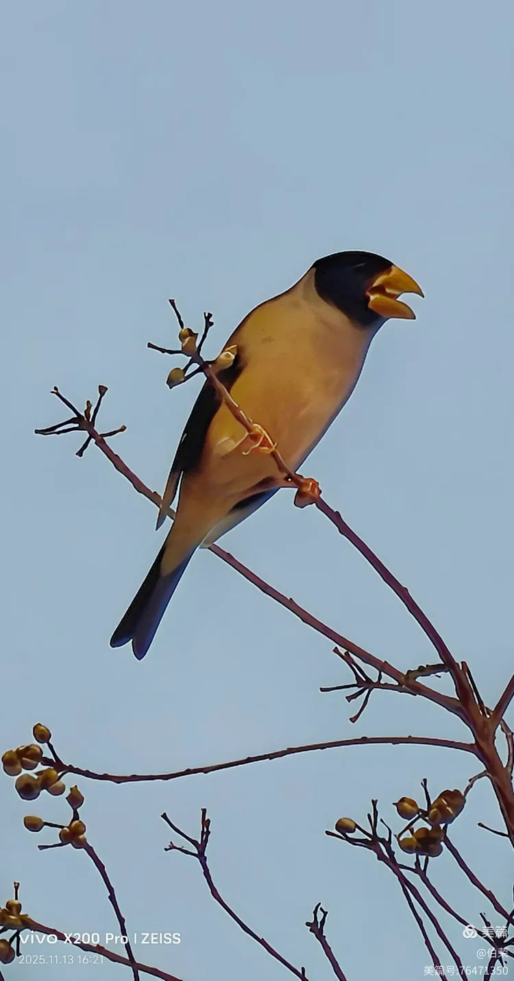 鸟姿百态图（88岁翁手机拍摄）