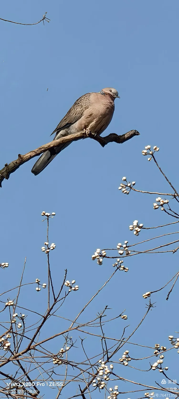 鸟姿百态图（88岁翁手机拍摄）