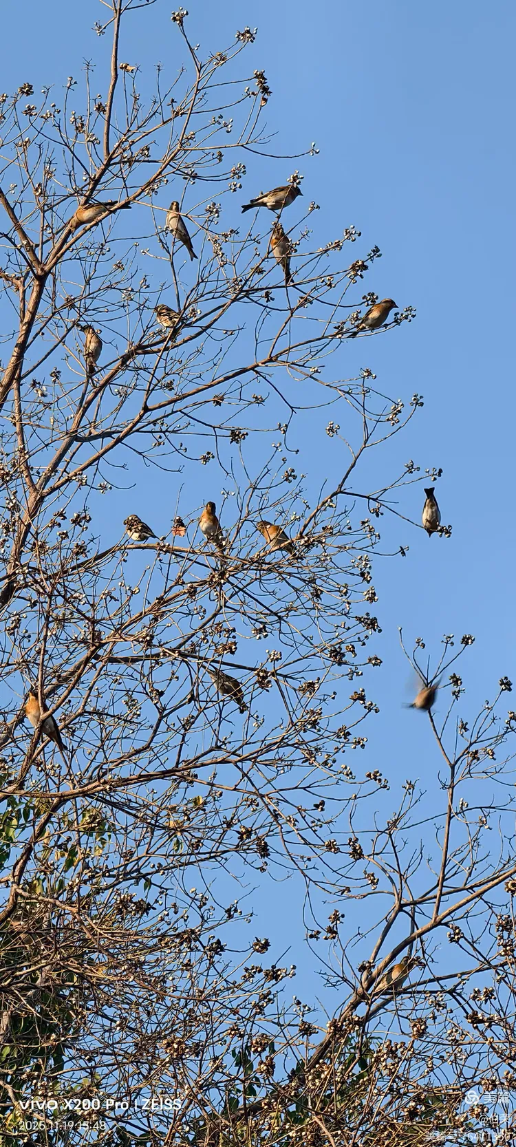 鸟姿百态图（88岁翁手机拍摄）