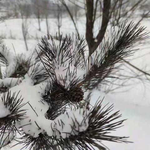 王陶风光 千里冰封 万里雪飘 英雄连队