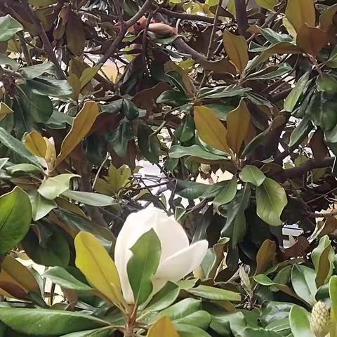 我这儿白玉兰开了