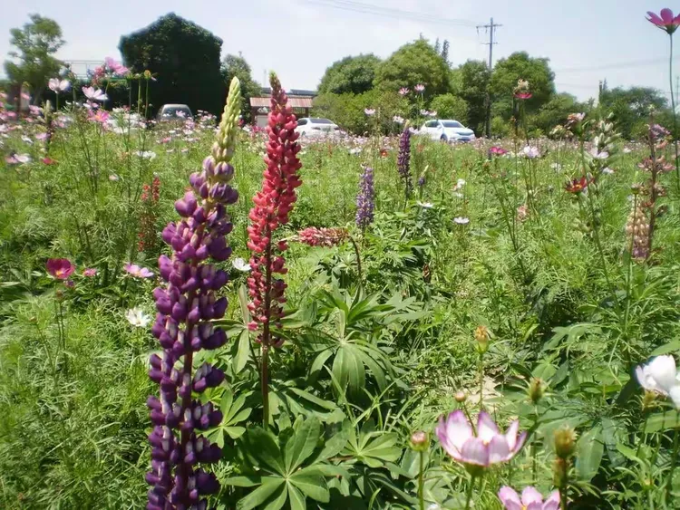 幸运花海吴家湾