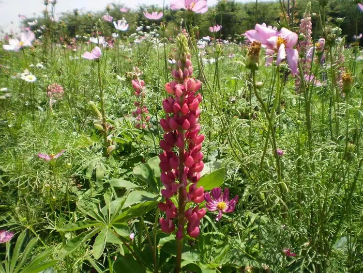 幸运花海吴家湾