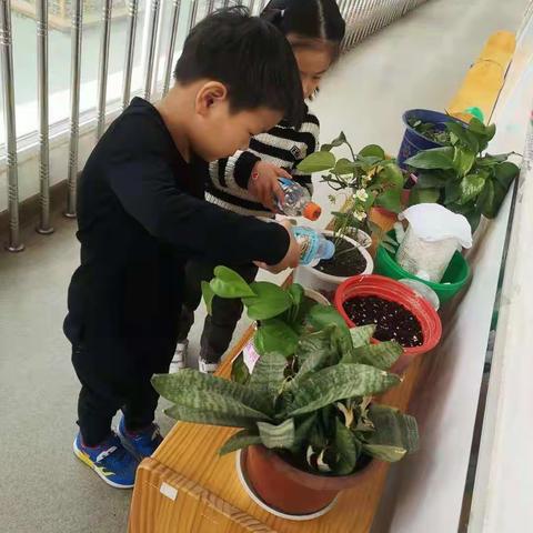 四幼班级精彩活动—— 小四班《小小植物角，亲近大自然》