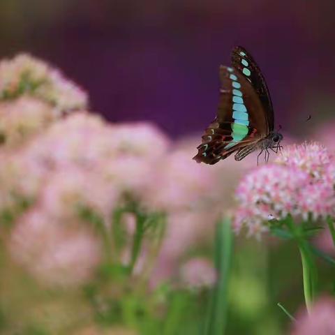 蝴蝶飞舞🦋