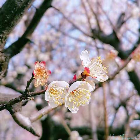 新春初探。。。月湖风景写生来啦。。