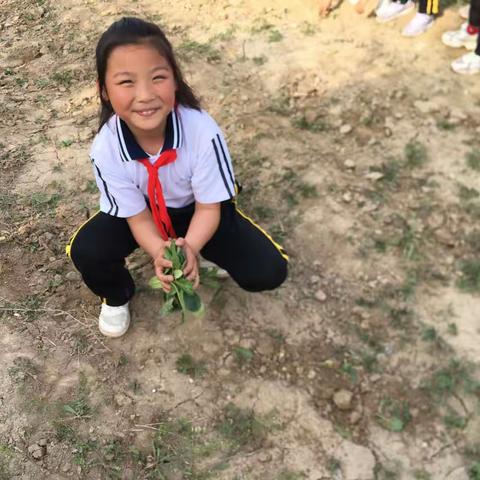 南海小学二一班种植区种植纪实