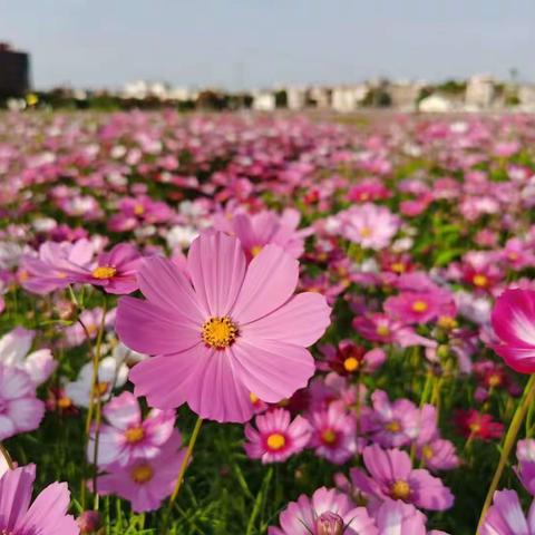 写作框架助力习作开头更精彩