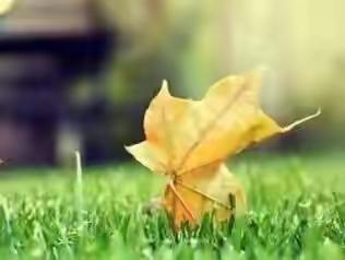 段落写作框架的灵活运用