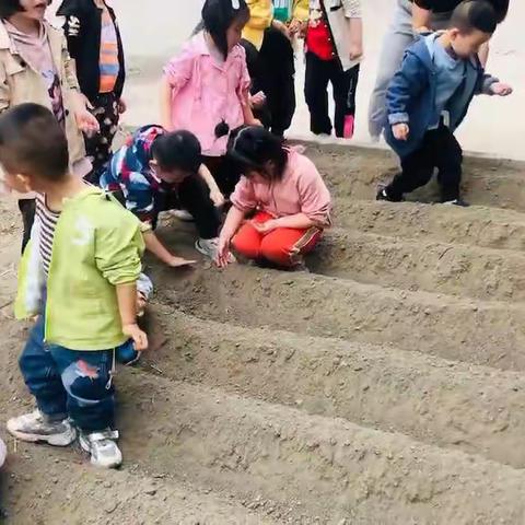 静雅幼儿园秋收