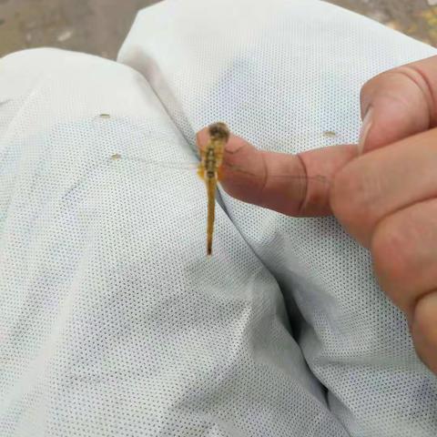 "疫路"有你——谭林